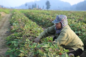 Mùa thu hoạch khoai ở Hà Tĩnh
